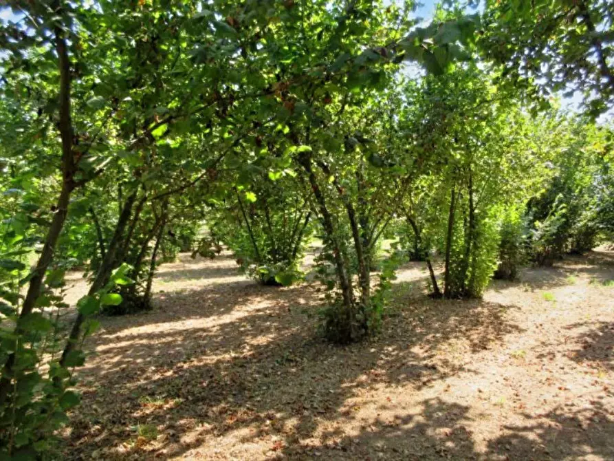 Immagine 7 di Terreno in vendita  in Via Saudina - Località Pezza del Lago, N. snc a Riardo