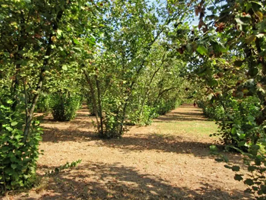 Immagine 8 di Terreno in vendita  in Via Saudina - Località Pezza del Lago, N. snc a Riardo