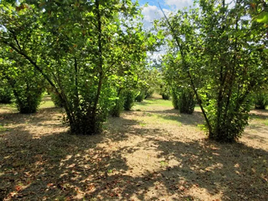 Immagine 9 di Terreno in vendita  in Via Saudina - Località Pezza del Lago, N. snc a Riardo