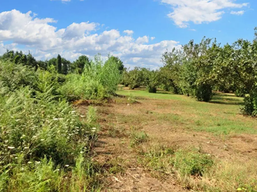 Immagine 10 di Terreno in vendita  in Via Saudina - Località Pezza del Lago, N. snc a Riardo
