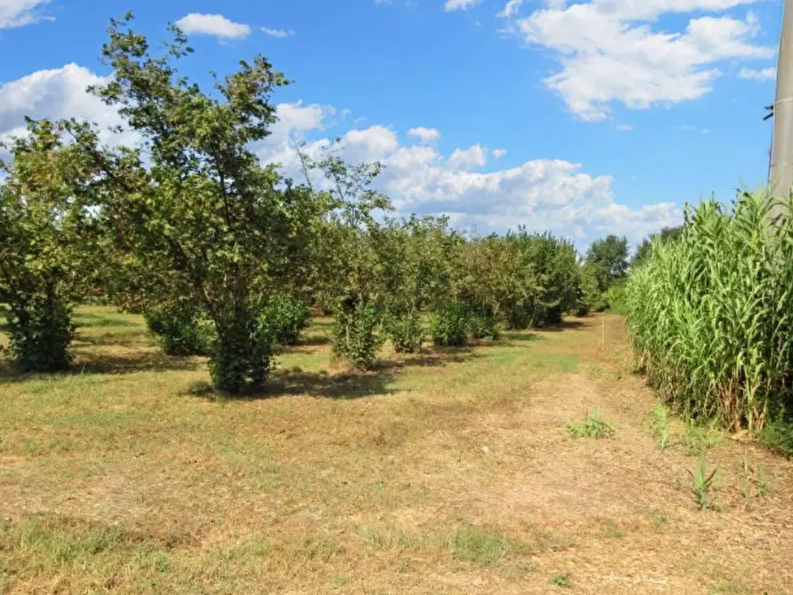 Immagine 12 di Terreno in vendita  in Via Saudina - Località Pezza del Lago, N. snc a Riardo