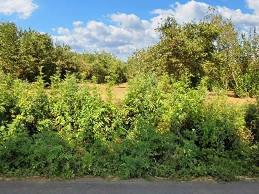 Immagine 14 di Terreno in vendita  in Via Saudina - Località Pezza del Lago, N. snc a Riardo