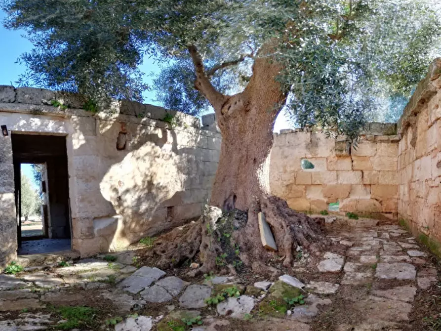 Immagine 17 di Rustico / casale in vendita  in ANNU a Fasano