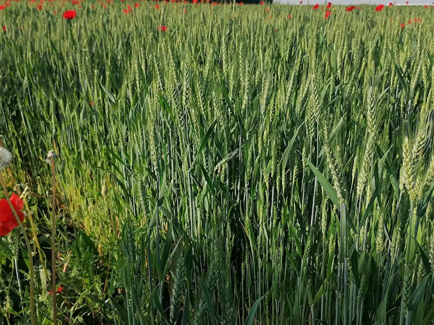 Immagine 1 di Terreno in vendita  a Vigonovo