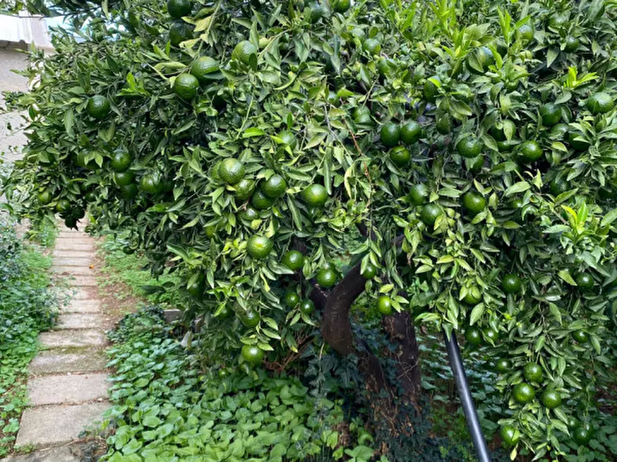 Immagine 14 di Villa in vendita  in CONTRADA NATOLI a Palermo