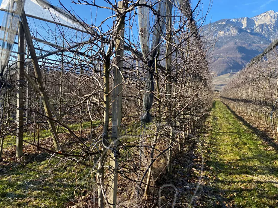 Immagine 3 di Terreno in vendita  a Caldaro Sulla Strada Del Vino .Kaltern An De.