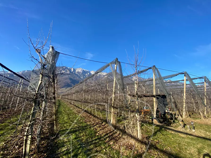 Immagine 4 di Terreno in vendita  a Caldaro Sulla Strada Del Vino .Kaltern An De.