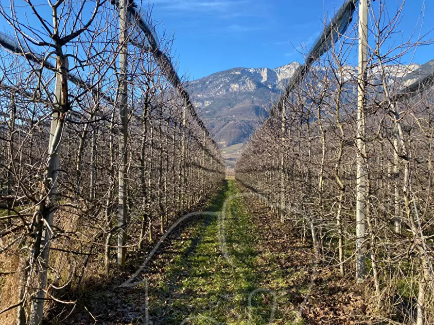 Immagine 7 di Terreno in vendita  a Caldaro Sulla Strada Del Vino .Kaltern An De.