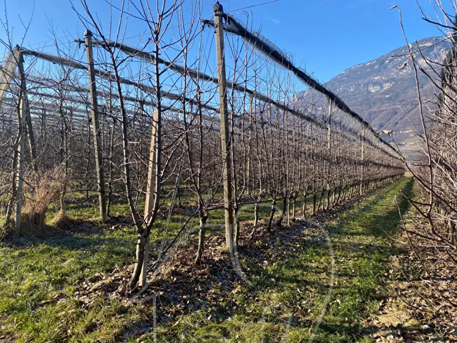 Immagine 7 di Terreno in vendita  a Caldaro Sulla Strada Del Vino .Kaltern An De.