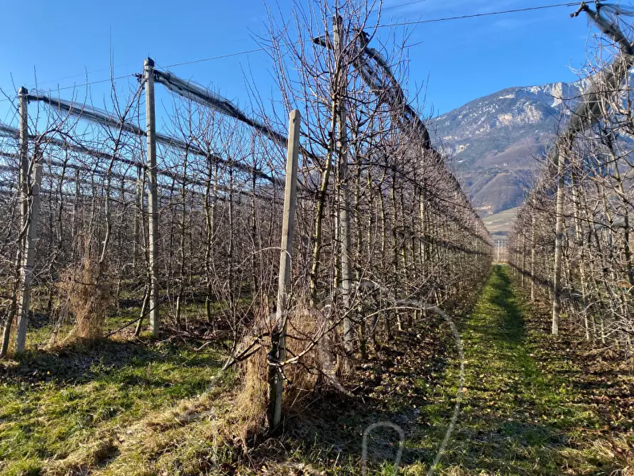 Immagine 8 di Terreno in vendita  a Caldaro Sulla Strada Del Vino .Kaltern An De.