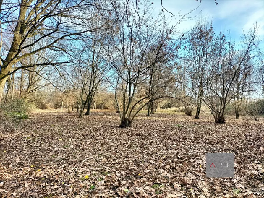 Immagine 3 di Terreno in vendita  a Piombino Dese