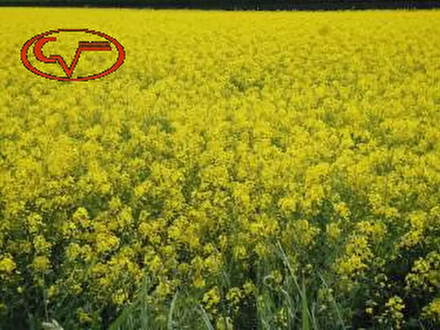 Immagine 3 di Terreno in vendita  in via del tasso a Terranuova Bracciolini