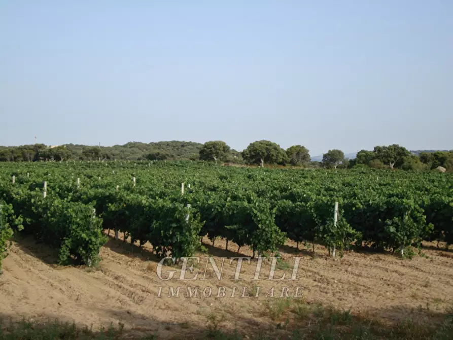 Immagine 4 di Terreno in vendita  a Calangianus