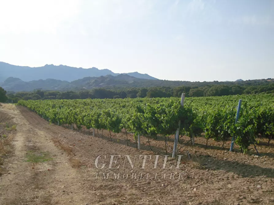 Immagine 5 di Terreno in vendita  a Calangianus