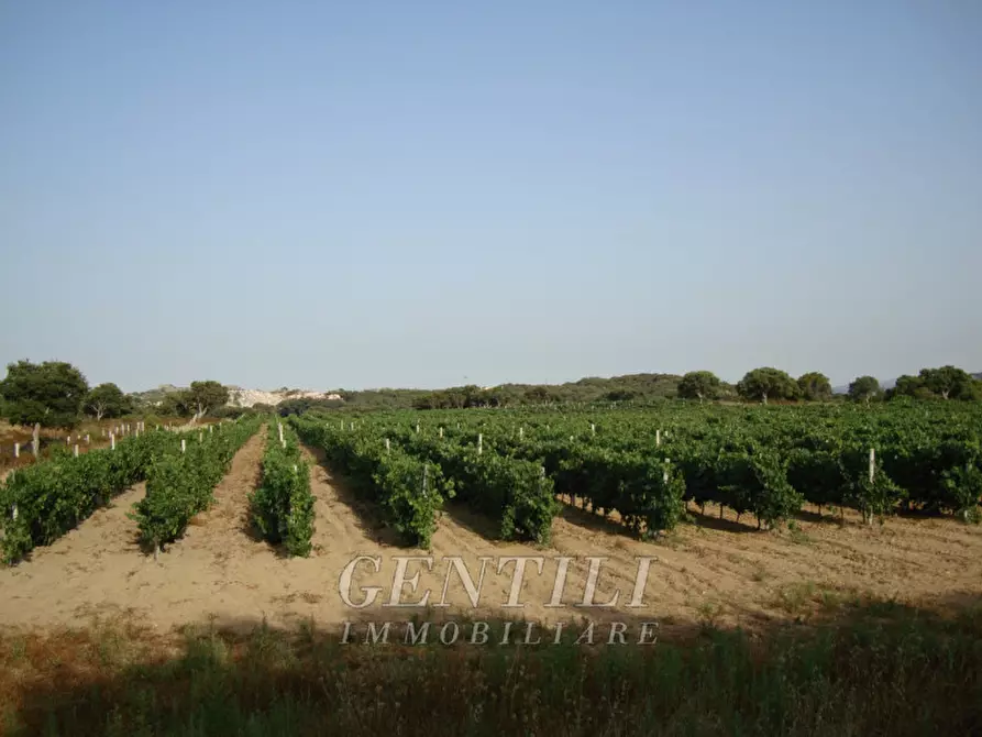 Immagine 6 di Terreno in vendita  a Calangianus