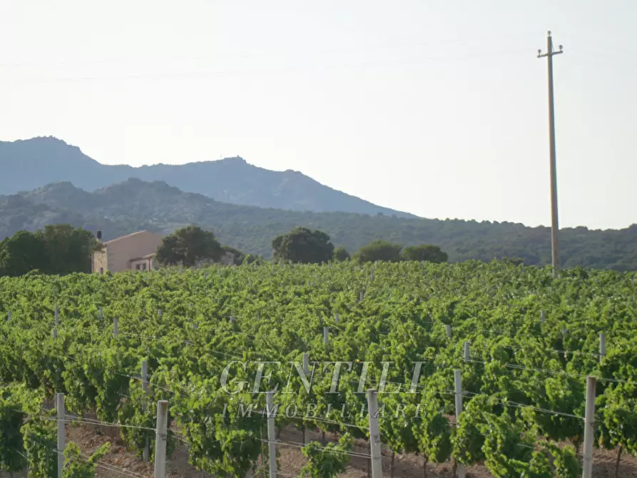 Immagine 7 di Terreno in vendita  a Calangianus