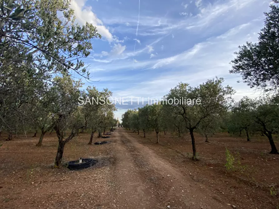 Immagine 35 di Rustico / casale in vendita  in Picolo a Fasano