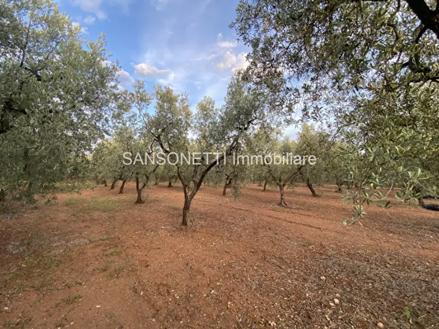 Immagine 39 di Rustico / casale in vendita  in Picolo a Fasano