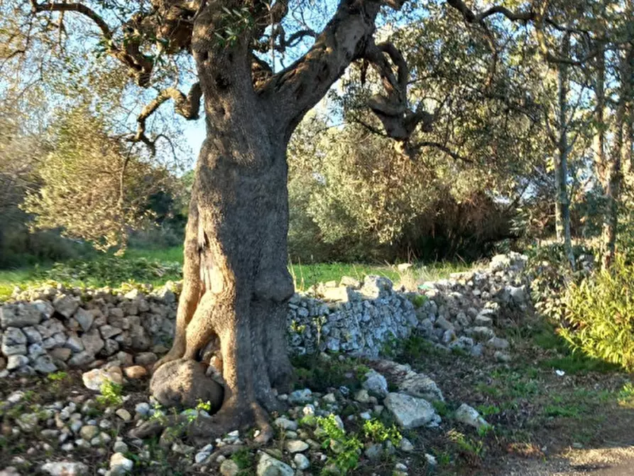 Immagine 5 di Terreno in vendita  in C.da Urselli a Ostuni