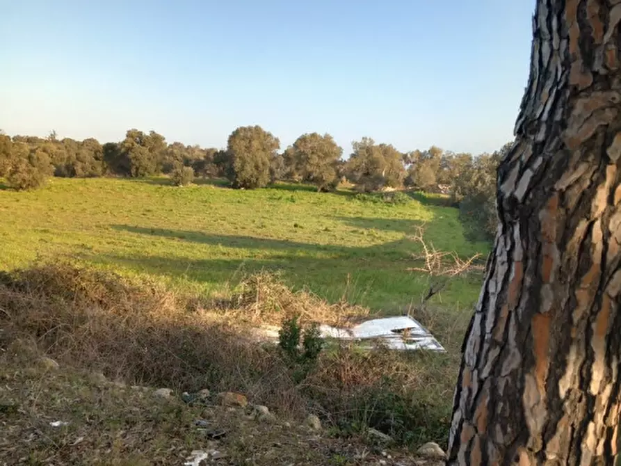 Immagine 7 di Terreno in vendita  in C.da Urselli a Ostuni