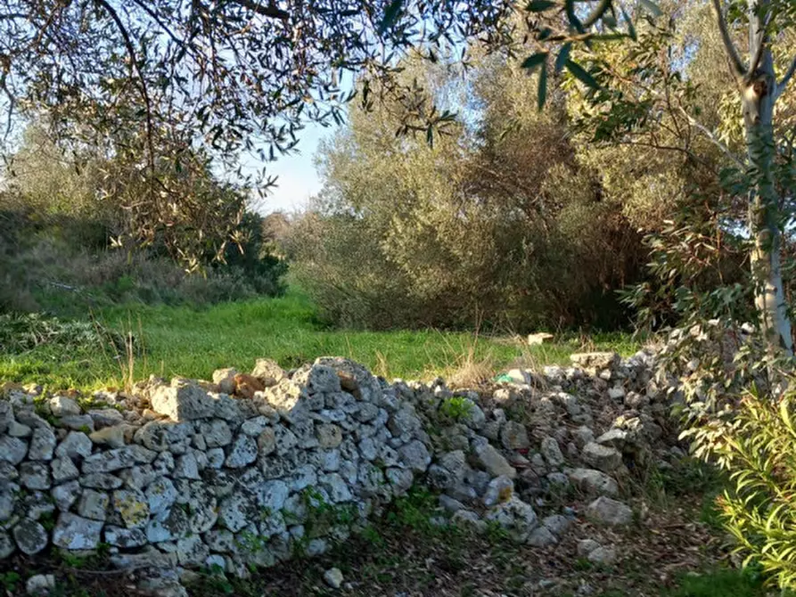 Immagine 11 di Terreno in vendita  in C.da Urselli a Ostuni