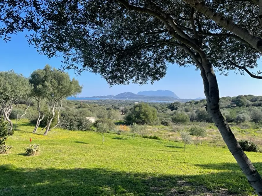 Immagine 3 di Villa in vendita  a Olbia