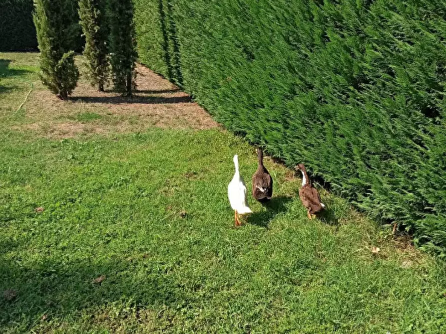 Immagine 19 di Casa indipendente in vendita  in Via Roma, Castiglione del lago a Castiglione Del Lago