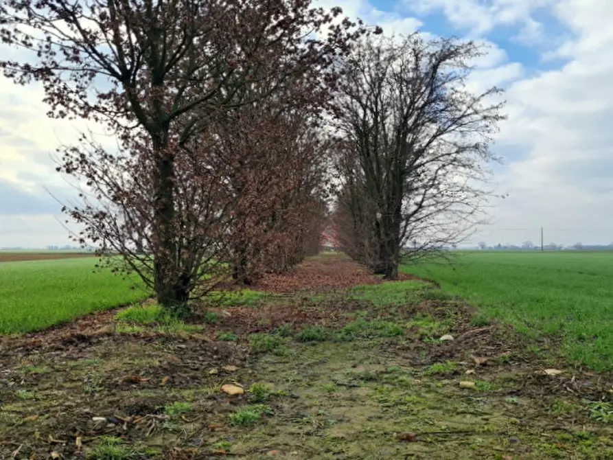 Immagine 7 di Rustico / casale in vendita  a Cortemaggiore