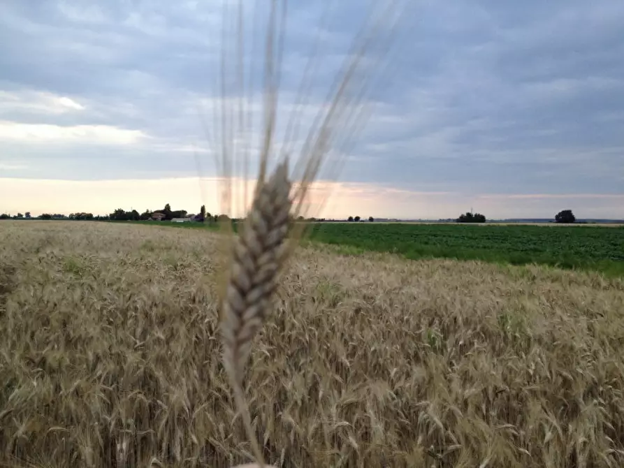 Immagine 1 di Terreno in vendita  in via roma a Limena