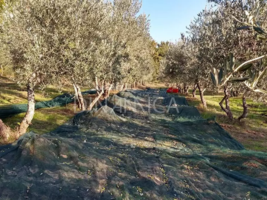 Immagine 59 di Agriturismo in vendita  a Pomarance