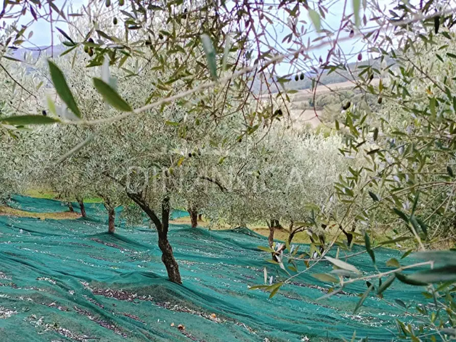 Immagine 63 di Agriturismo in vendita  a Pomarance