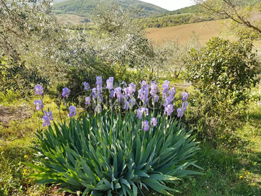 Immagine 72 di Agriturismo in vendita  a Pomarance