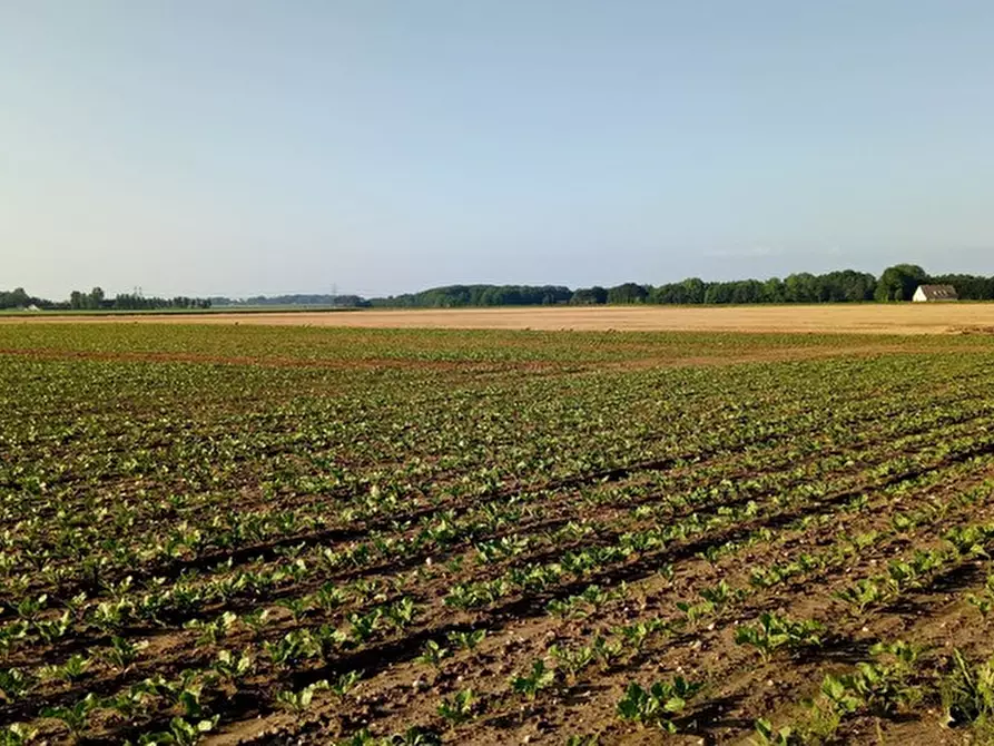 Immagine 1 di Terreno in vendita  in VIA BOLLANA a Cervia