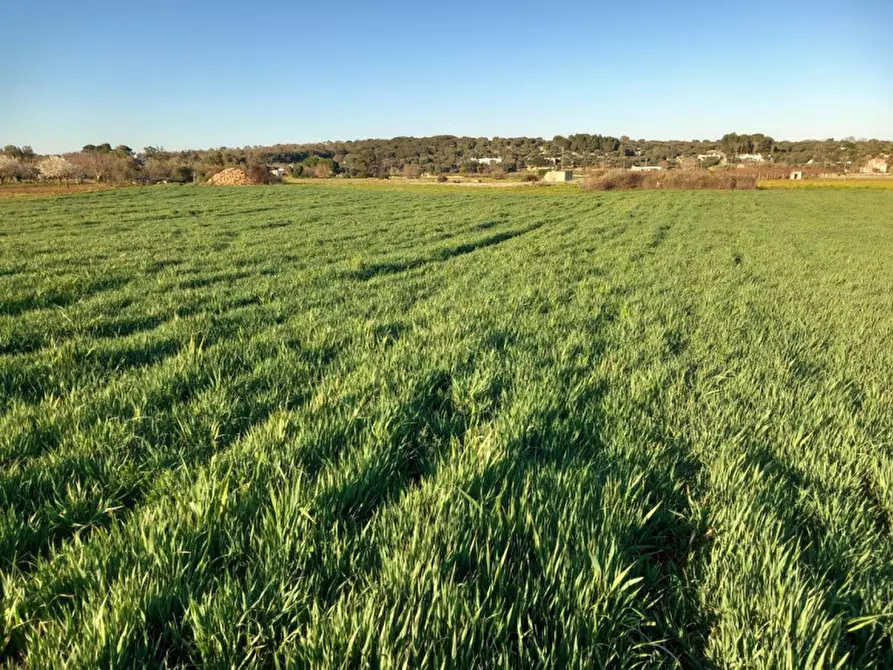 Immagine 7 di Rustico / casale in vendita  in C.da Campo Orlando a Ceglie Messapico