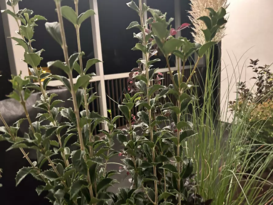 Immagine 18 di Appartamento in vendita  in Via Cazzaro a Castelfranco Veneto