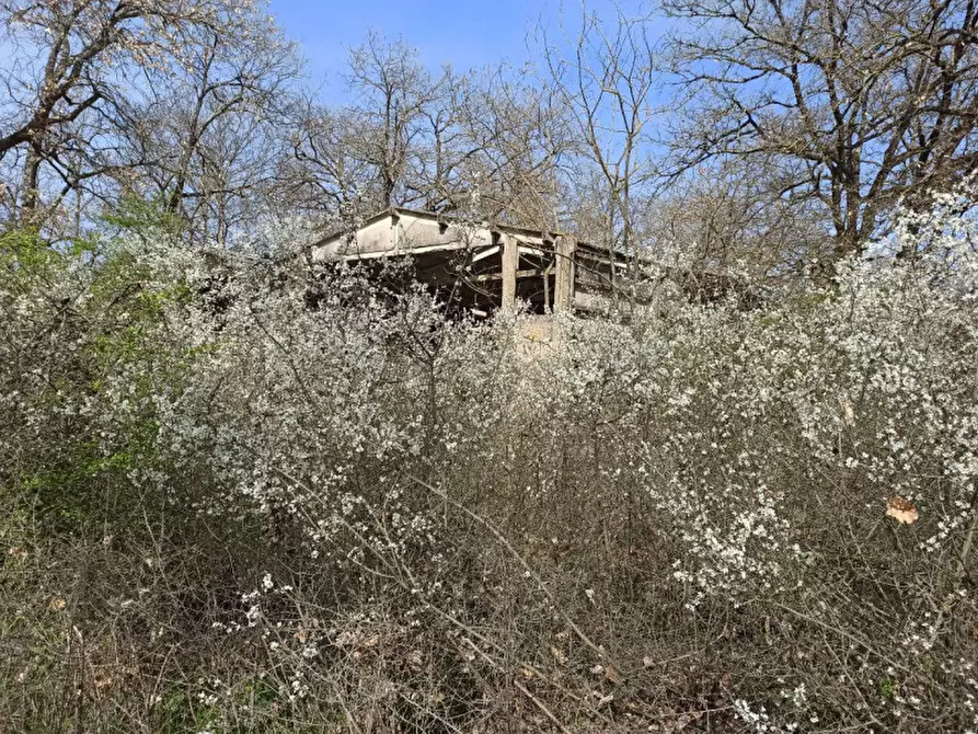 Immagine 4 di Terreno in vendita  in frazione Piana a Castiglione Del Lago