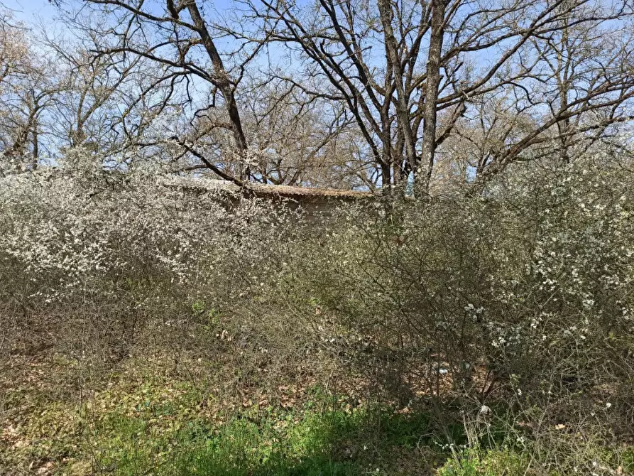 Immagine 5 di Terreno in vendita  in frazione Piana a Castiglione Del Lago