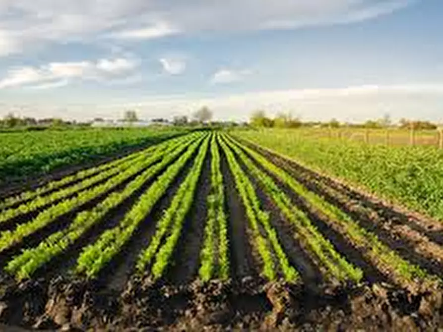 Immagine 3 di Terreno in vendita  in Via Cavour a Ponso