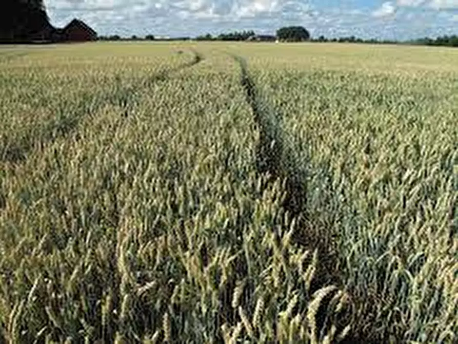 Immagine 4 di Terreno in vendita  in Via Cavour a Ponso