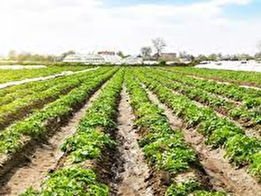 Immagine 2 di Terreno in vendita  in Via C. B Cavour n. 79 Este a Ponso