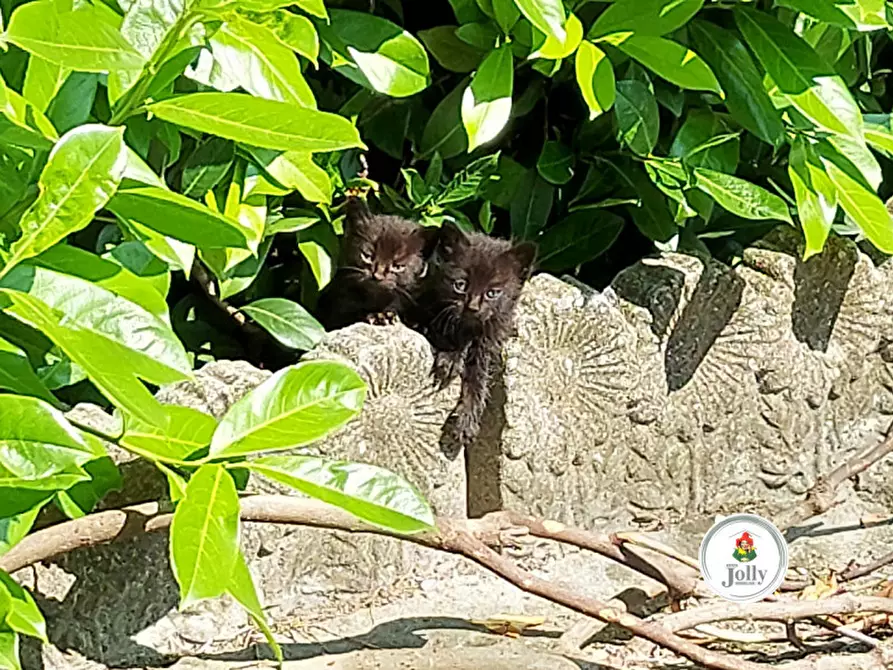 Immagine 9 di Casa indipendente in vendita  in Via Villa a Piove Di Sacco