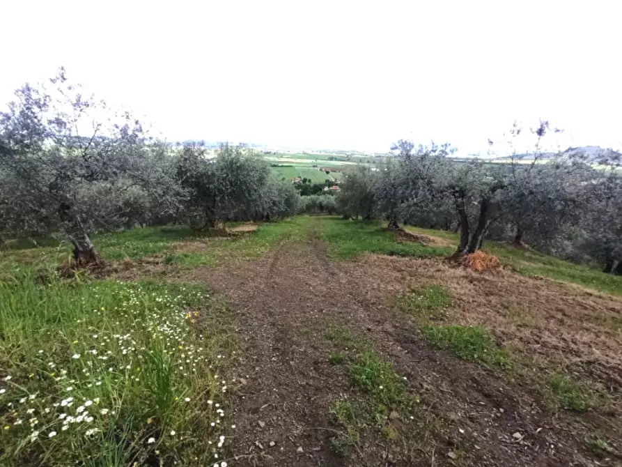 Immagine 2 di Terreno in vendita  in via delle Fontanelle a Panicale