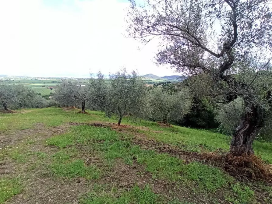 Immagine 4 di Terreno in vendita  in via delle Fontanelle a Panicale