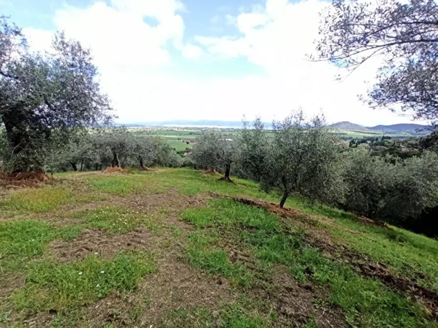 Immagine 5 di Terreno in vendita  in via delle Fontanelle a Panicale