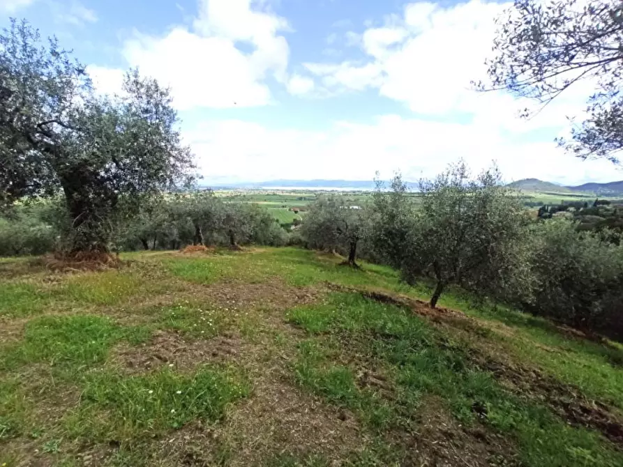 Immagine 6 di Terreno in vendita  in via delle Fontanelle a Panicale
