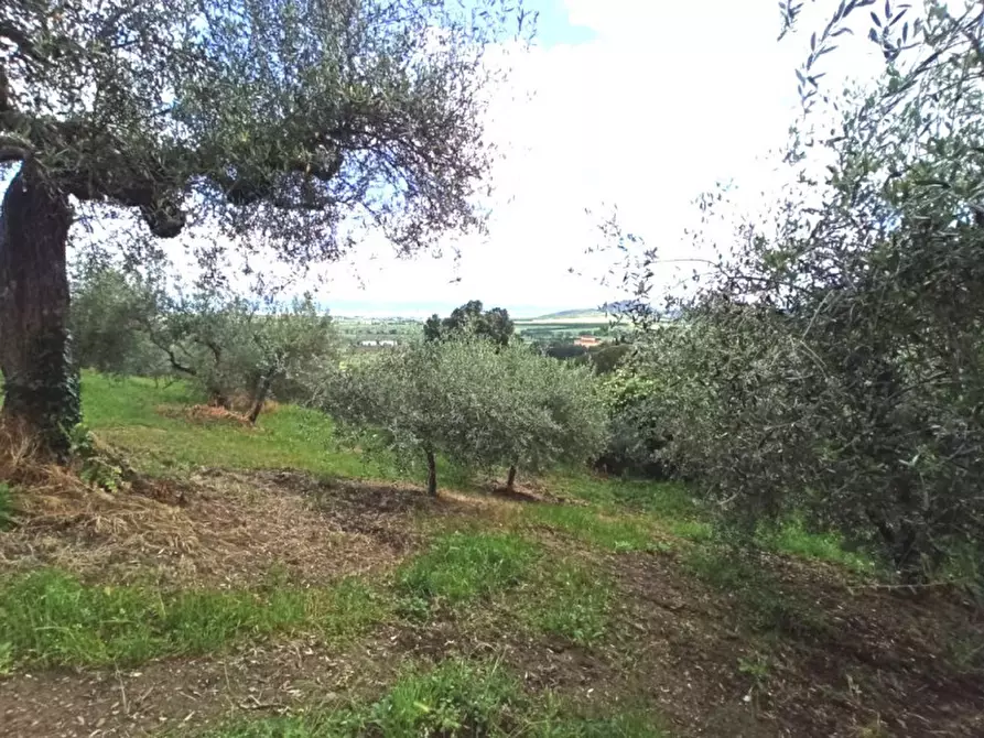 Immagine 8 di Terreno in vendita  in via delle Fontanelle a Panicale