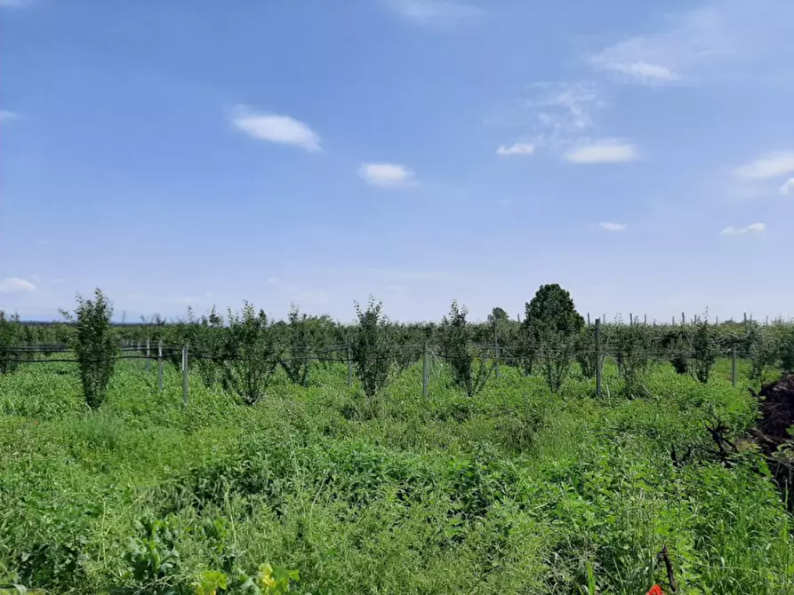 Immagine 5 di Terreno in vendita  a Valeggio Sul Mincio