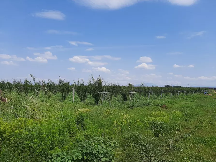 Immagine 6 di Terreno in vendita  a Valeggio Sul Mincio