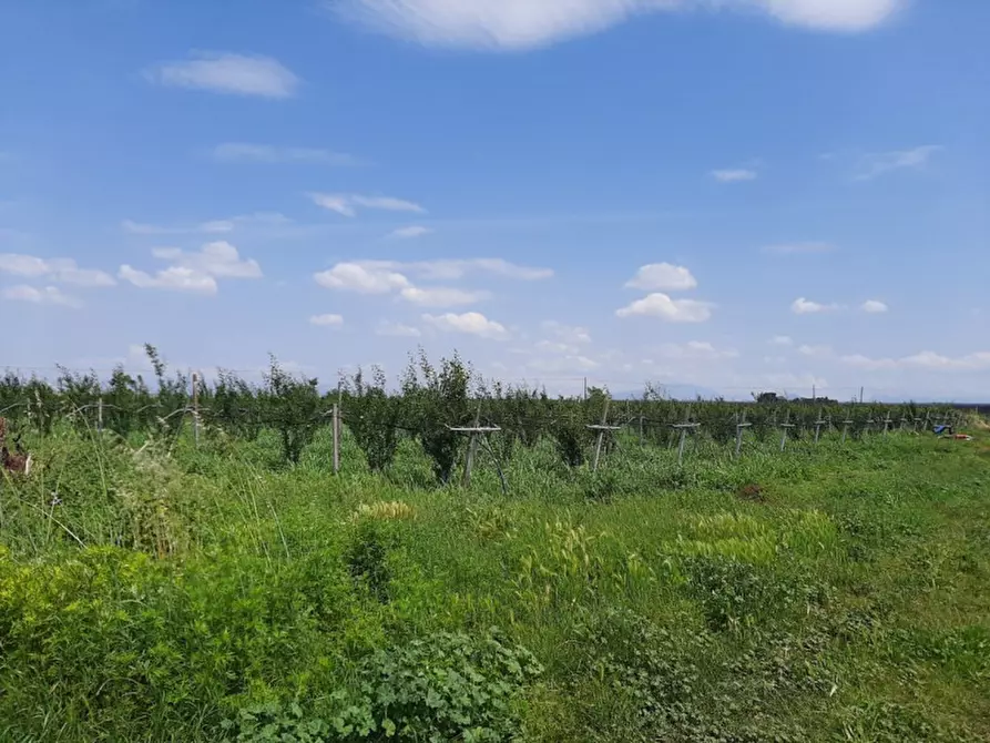 Immagine 7 di Terreno in vendita  a Valeggio Sul Mincio