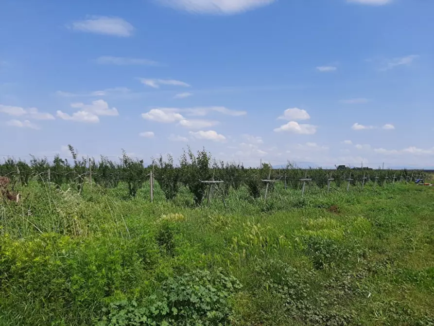Immagine 8 di Terreno in vendita  a Valeggio Sul Mincio